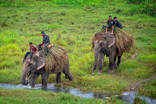 Chitwan Tour From Gorakhpur